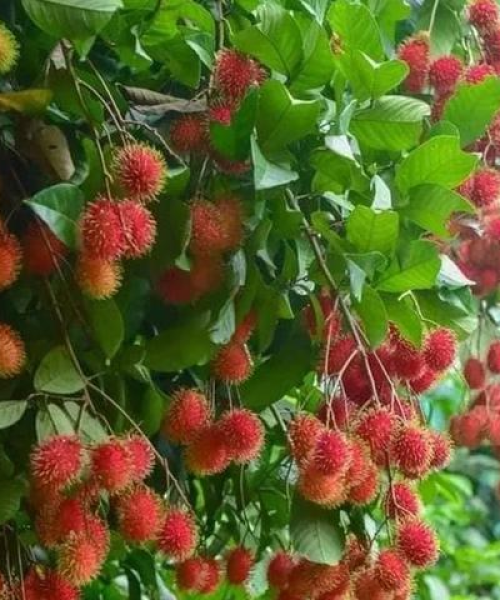 全球水果种植面积与产量排名