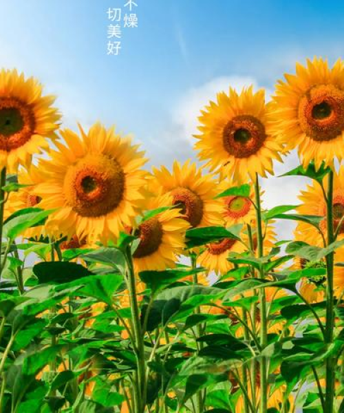 女人励志语录，正能量涌动，无限潜能绽放